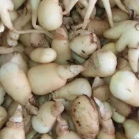 فروش ثعلب کوهی