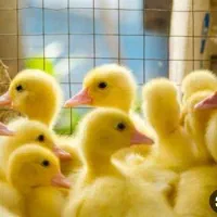 ۱۶عدد جوجه اردک پکنی ۷روزه خشکبیجار