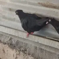 کبوتر