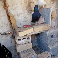 کفتر پرشی و جفتگاه