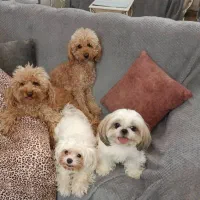 سگ نژاد کوچک