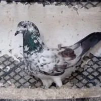 کبوتر پرشی