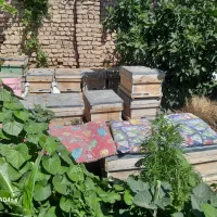 زنبور عسل بومی