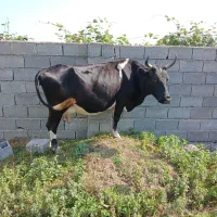 گاو دورگ محلی ابستن