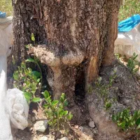 درخت زیتون بن ۱۰۰ به بالا