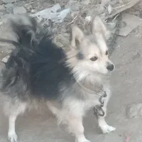 سگ پاکوتا