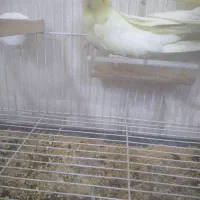 عروس هلندی