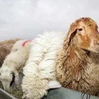 گوسفند زنده