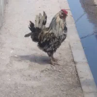 خروس گلین