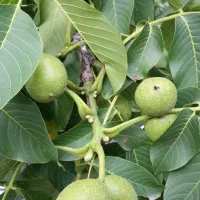 باغ-گردو-و-میوه