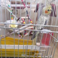 عروس هلندی ماده