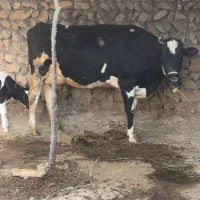 گاو