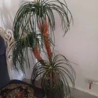 درخت مصنوعی