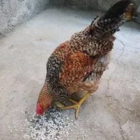 خروس