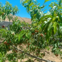 باغ ویلا|فروش خانه و ویلا|ملک‌آباد, |دیوار