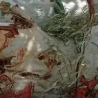 خریدار چوب و هرس درخت فارس کرمان در جهرم، خ مطهری ۲۹.۲