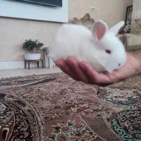 ۳ عدد خرگوش 20 روزه سالم و غذا خور