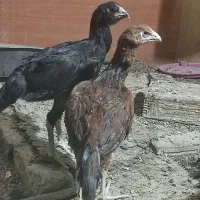 جوجه ۳ماهه لاری