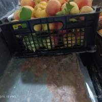 سیب باغی تازه و مستقیم از باغ