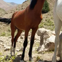 اسب|اسب و تجهیزات اسبسواری|آسارا, |دیوار