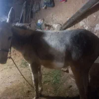 یک راس الاغ گله ای