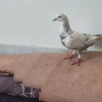 دوتا پلاکی نر به شرط