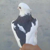 کبوتر