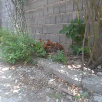 جوجه های محلی