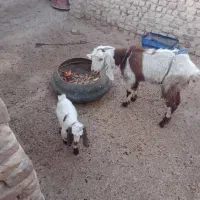 بزغاله خوب درگ قیمت ۱۵۵۰۰