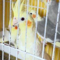 ۴تا عروس هلندی یکیش بزرگتره ریزخوانی دارن