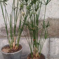 تعدادی گل طبیعی فروش ومعاوضه با کوتوله قناری