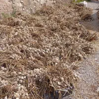 سیر محلی|عمده‌فروشی|سلفچگان, |دیوار