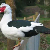 اردک اسرائیلی از یه هفته ای تا بالغ. بوقلمون.گ.لین