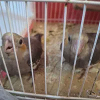 جوجه عروس نرمه خور فول دستی