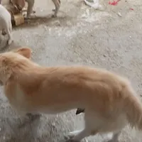 واگذاری دو سگه بالغ و چند تا توله نژاد دار