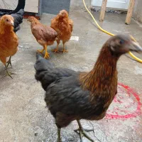 کفتر ومرغ نیمچه