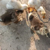 غوغاز  سه ماهه
