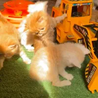 بریتیش شورت هیر گارفیلدی