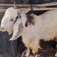 فروش|حیوانات مزرعه|کهنوج, |دیوار