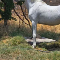 مادیان همراه با کره کیسان سیاه