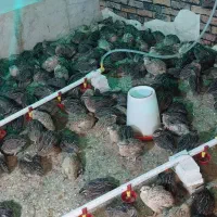 تخم نطفه دار بلدرچین نژاد ژاپنی فوق سنگین