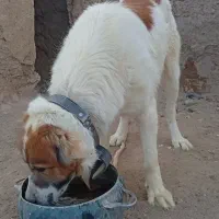 سگ نگهبان فروشی