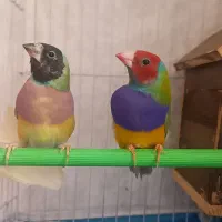 یک جفت فنج گلدین