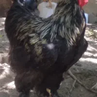 یک عدد خروس برهما جوان سالم