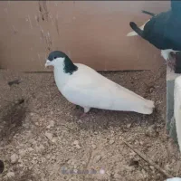 کبوتر