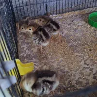 جوجه درجه یک بلژیک