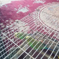 مرغ عشق