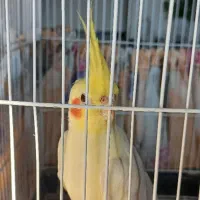 مرغ و خروس یا نیمچه معاوضه با عروس هلندی