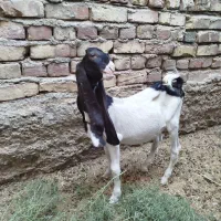 کره مری پاکستانی