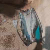 باک و فرمون